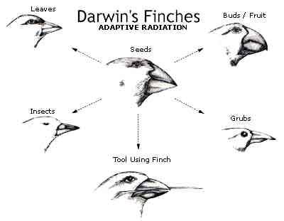 Darwin-finches